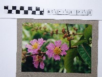 紫薇藏品圖，第1張