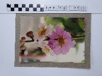 紫薇藏品圖，第1張