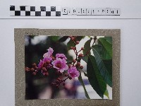 紫薇藏品圖，第1張