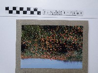 天人菊花叢藏品圖，第1張