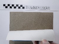 天人菊花叢藏品圖，第2張