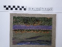 天人菊藏品圖，第1張