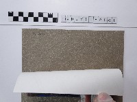 天人菊藏品圖，第2張