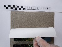 天人菊藏品圖，第2張