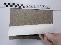 美人蕉藏品圖，第2張