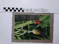 海芋藏品圖，第1張