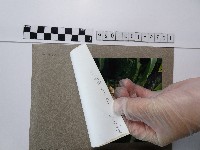 月桃花藏品圖，第2張