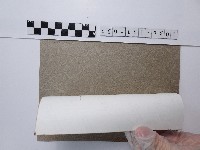 大花惠蘭藏品圖，第2張