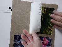 雞爪槭藏品圖，第2張