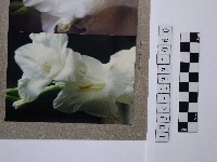 白色劍蘭藏品圖，第1張