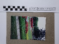 花圃藏品圖，第1張