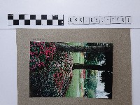 花圃藏品圖，第1張