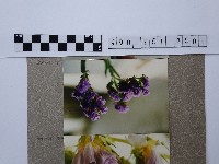 勿忘我藏品圖，第1張