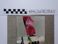 粉紅花卉藏品圖，第1張