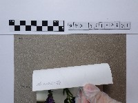 粉紅花卉藏品圖，第2張