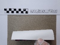 杜鵑花藏品圖，第2張