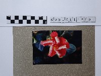紅色花卉藏品圖，第1張