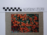 紅色菊花叢藏品圖，第1張