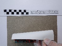 紅色菊花叢藏品圖，第2張