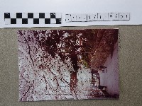 賞花藏品圖，第1張