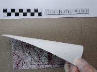 賞花藏品圖，第2張