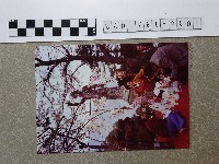 樹下野餐藏品圖，第1張