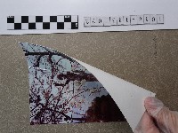 樹下野餐藏品圖，第2張