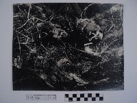 鳥巢藏品圖，第1張