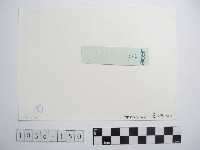 原住民黥面女長者藏品圖，第2張