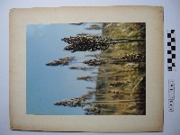 澎湖高粱藏品圖，第1張