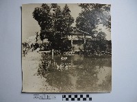 池塘裡的鵝藏品圖，第1張