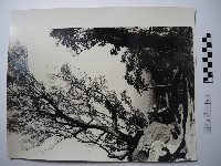 山上座椅藏品圖，第1張