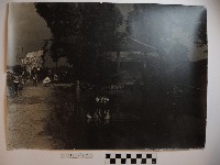 池塘裡的鵝藏品圖，第1張