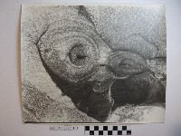 野柳風景藏品圖，第1張