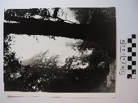 高山古情阿里山巨檜藏品圖，第1張