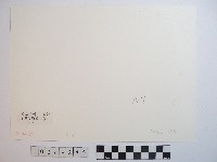合歡山主峰的冰貌藏品圖，第2張