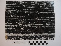 梯田的收割藏品圖，第1張