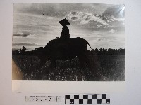 騎乘牛隻藏品圖，第1張