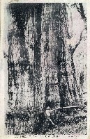 蔡敦波家族領收商界親友之邀請函與明信片組藏品圖，第221張