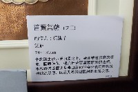 柯建華銅雕普賢菩薩藏品圖，第3張