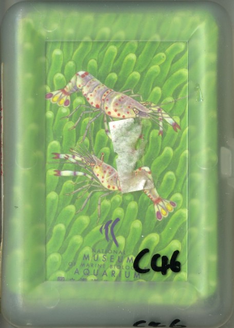 國立海洋生物博物館魚類撲克牌的圖片