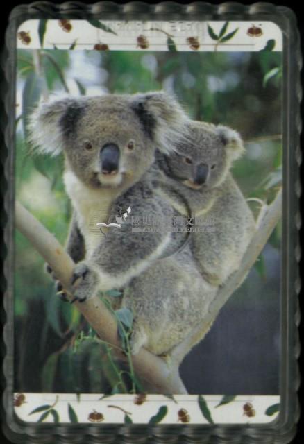 澳洲野生動物英文字樣撲克牌藏品圖，第3張