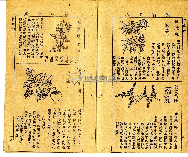 和漢草名對照表藏品圖，第3張