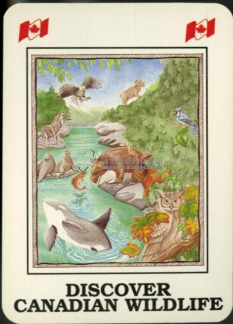 發現加拿大的野生動物英文字樣撲克牌藏品圖，第3張