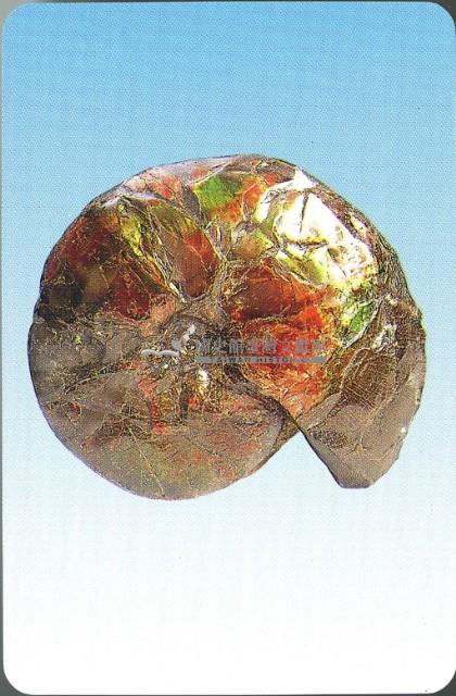 化石撲克牌藏品圖，第3張