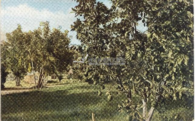 蔡敦波家族領收商界親友之邀請函與明信片組藏品圖，第223張