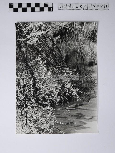 黃則修攝蘆山之春藏品圖，第1張