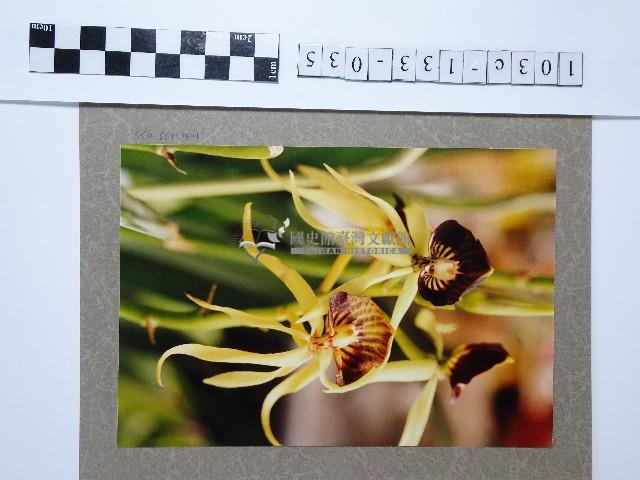 黃色章魚蘭藏品圖，第1張