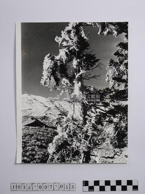 黃則修攝合歡主峰的冰樹藏品圖，第1張