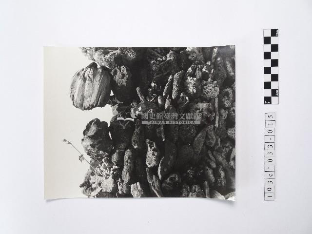 黃則修攝菜宅藏品圖，第1張